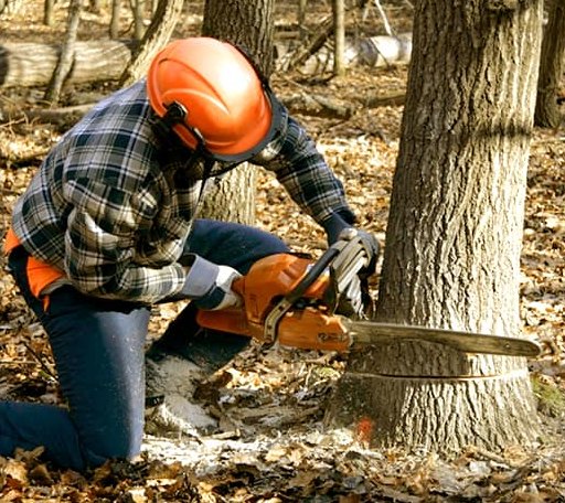 Tree Removal in Edinburg, IL